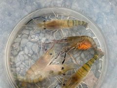 -DGE季风钓虾营地·团建·聚会