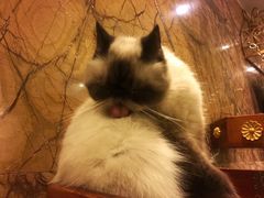 -more than meow吴止猫主题餐厅(承德 中船汇店)