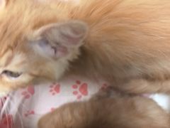 -嘉馨宠物医院·CT影像转诊·心脏科·犬猫全科诊疗中心(下沙大学城院区)
