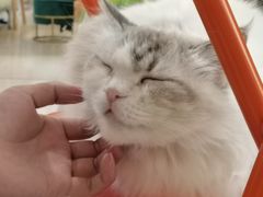 -平行世界·猫咖(首经贸店)