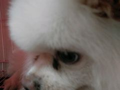 -瑞鹏宠物医院·骨科·猫科·内科(第一中心)