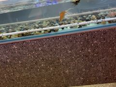 -令狐冲烤鱼·烧菜馆(达明店)