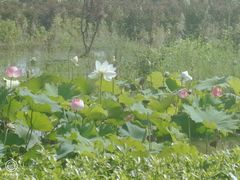 -四里河滨水生态公园