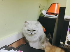 -瑞鹏宠物医院·夜间急症·心超·猫科(祖庙分店)