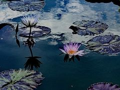 -国家植物园南园