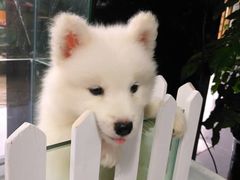 -佳百利宠物(荣乐中路115弄小区店)