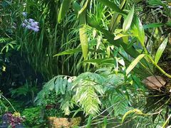-东莞植物园