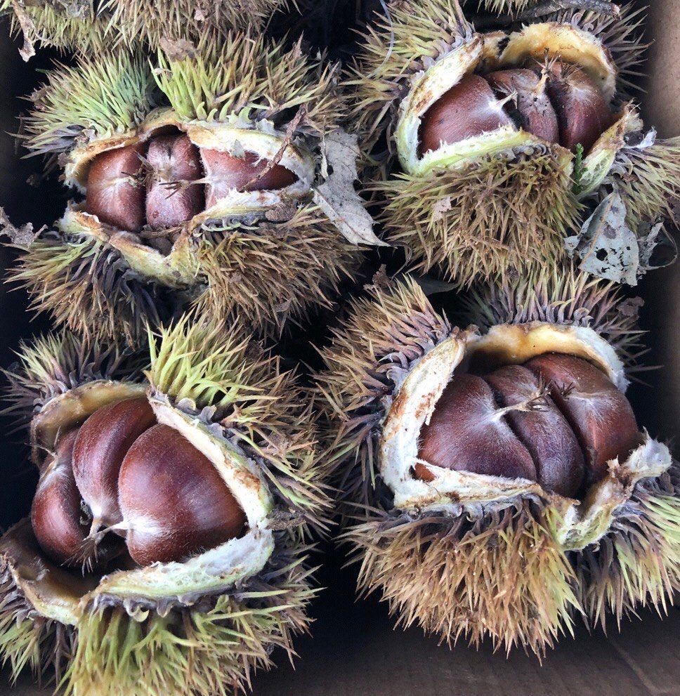 特新鲜的野生毛栗子第一次见到哦!