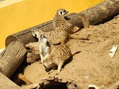 -北京野生动物园