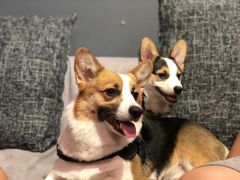 -百好乐宠物友好餐厅(朝外大街店)