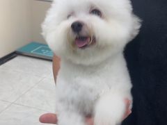 -安安宠医宠物医院·异宠·犬猫内科(岳阳分院)