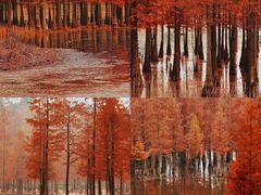 -白鹭湾湿地公园