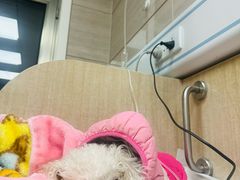 -北京观赏动物医院·24小时大型综合·猫专科·异宠专科