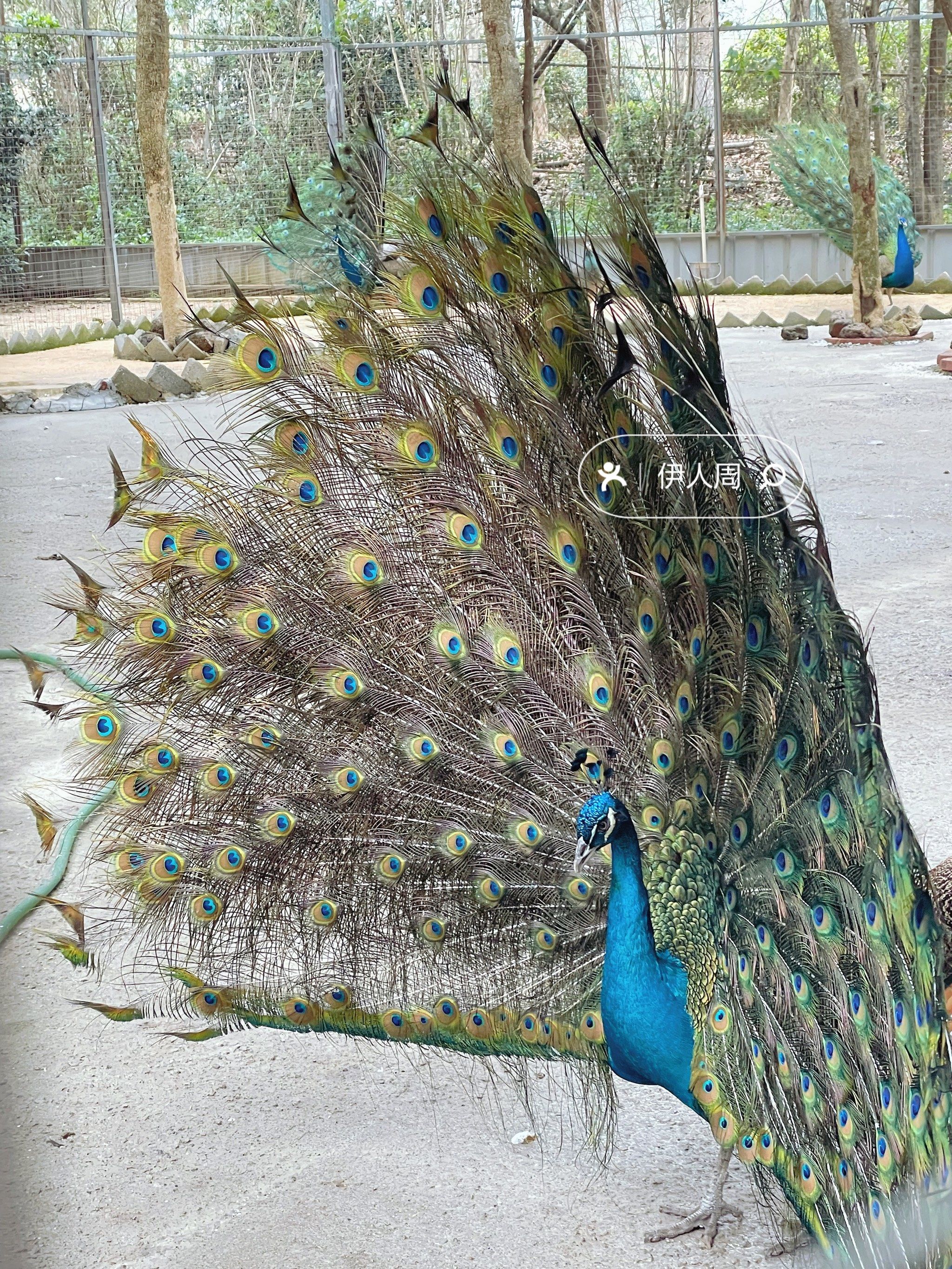 湛江旅游|螺岗小镇