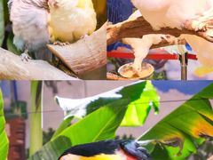 -正佳雨林生态植物园