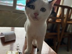 -刘信牛羊肉泡馍小炒(回民街店)