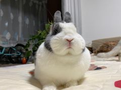 -宠物兔专门店(天丰利市场店)