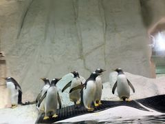 -大连圣亚海洋世界