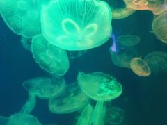 -成都浩海立方海洋公园