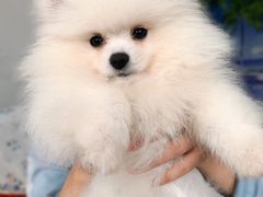 -翊宠yipet猫狗购宠庄园犬舍•猫舍