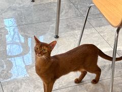 -有猫儿腻咖啡厅.猫咖