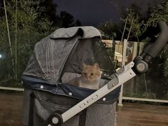 -帐篷客·溪龙茶谷度假酒店