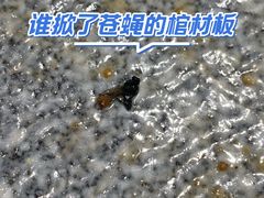 -西小排(来福士广场店)