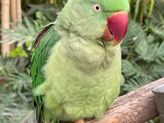 -南宫五洲植物乐园