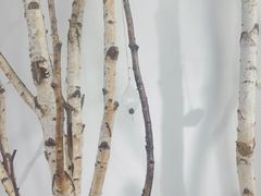 -成都失恋馆