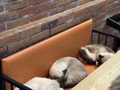 -豆逗聊愈猫阁Easy Life