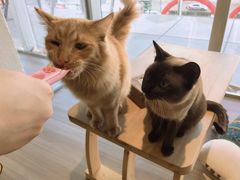 -藏猫猫咖啡主题馆(中央大道店)