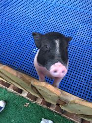 -萌宠亲子动物乐园(槐房万达店)