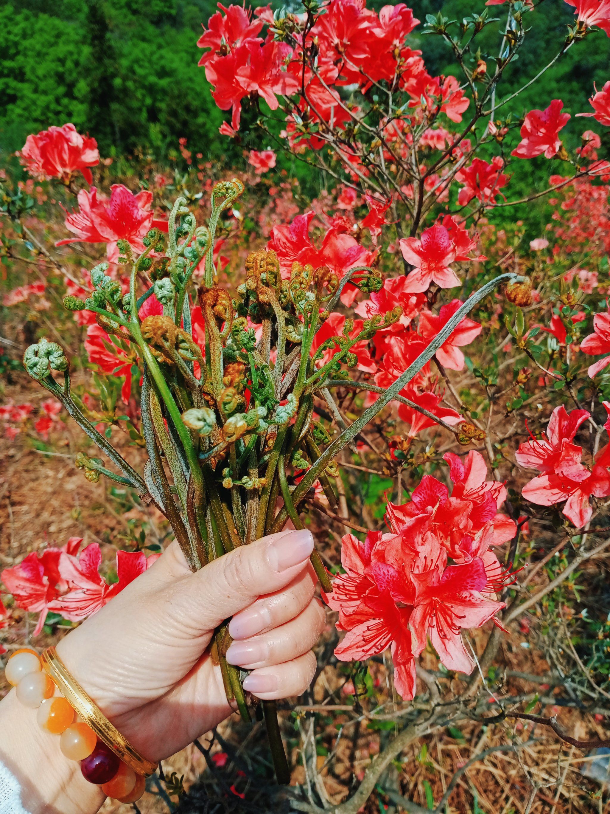 满山遍野的映山红花开正旺