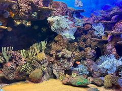 -上海海洋水族馆