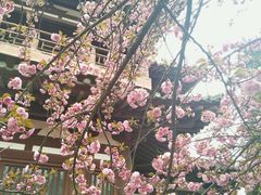 -西安青龙寺遗址景区