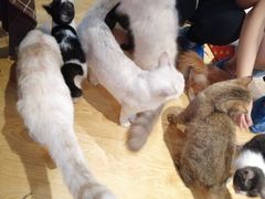 -万小咖.猫咖(中山路天虹店)