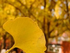 -三里屯东五街银杏大道