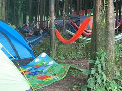 -武陵山森林公园