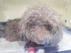 -美联众合动物医院(·中兽医·疑难杂症·严家桥分院)