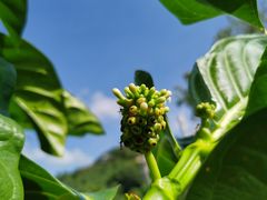 -三亚南山文化旅游区