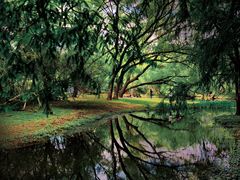 -上海共青森林公园