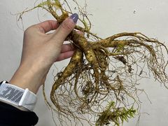 -朴小妹人参鸡汤火锅(长白山万达店)