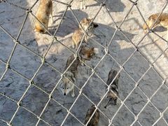 -西霞口神雕山野生动物世界