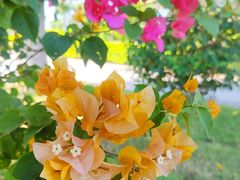 -芒洲湿地公园