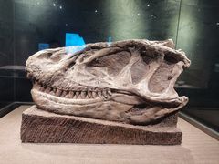 -自贡恐龙博物馆