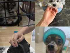 -瑞派宠物医院·犬猫全科·猫友好(宾水西道店)