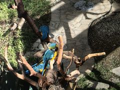 -麒麟中餐厅·经典粤菜·地道菜式老字号(广州长隆酒店)