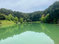 -铁山坪森林公园