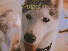 -Husky Go! 哈士奇体验馆·宠物咖啡厅狗咖