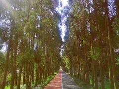 -上海长兴岛郊野公园